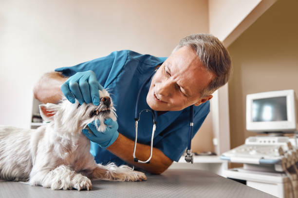  Lauderdale, MN Emergency Dentist Pros